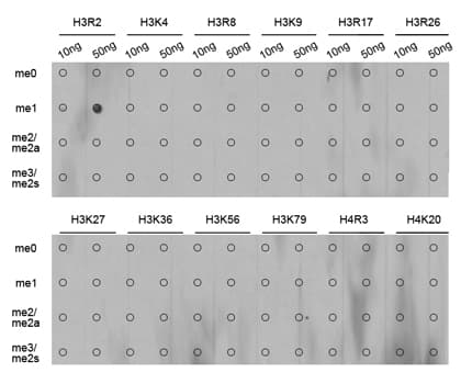 Histone H3 Antibody (Mono-Methyl-Arg2)