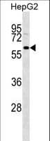GFRA3 Antibody (aa116-144)