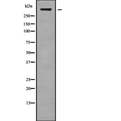 CELSR1 Antibody