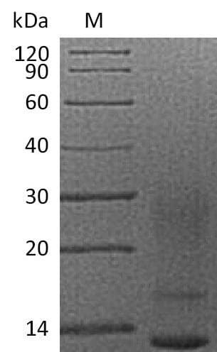 Human IL13 Protein (Recombinant 6His, C-terminus)