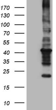 PathPlus™ MTOR Antibody (aa1766-2144, clone 10B4)
