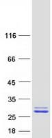 Human UBALD1 / FAM100A Protein (Recombinant Myc-DDK (Flag))