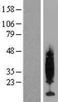 PKIG Protein (Over-Expression Lysate Myc-DDK (Flag))