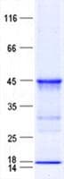 Human MAB21L3 / C1orf161 Protein (Recombinant His, N-Terminal)