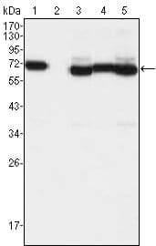 Monoclonal Mouse anti-Human TCF3 / E2A Antibody (clone 6B8, WB)