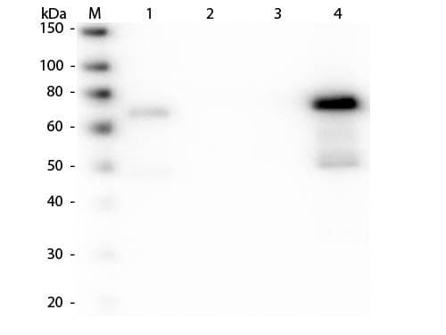 Goat Anti-Chicken IgM Secondary Antibody (AP)