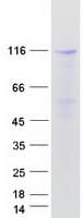 Human RAPGEF4 / EPAC2 Protein (Recombinant Myc-DDK (Flag))