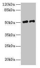 Polyclonal Rabbit anti-Human LP-PLA2 / PLA2G7 Antibody (WB)