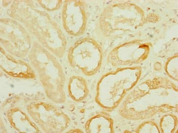 DNAJC19 Antibody