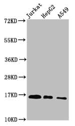 HIST1H3A Antibody