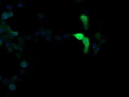 MAPK13 / p38delta Antibody (clone OTI2G6)