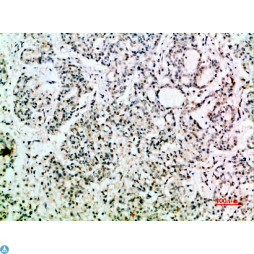 Polyclonal Rabbit anti-Human EGF Antibody (IHC, WB)