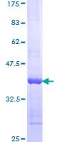 Human SYNE1 / Nesprin 1 Protein (Recombinant GST, N-terminus)