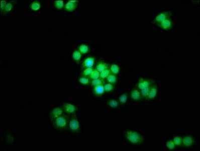 HSD-1 / SPAG8 Antibody