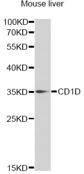 CD1D Antibody