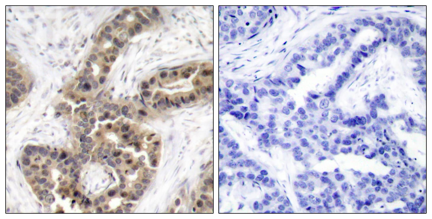 G3BP1 / G3BP Antibody (phospho-Ser232)