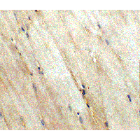 WNT10A Antibody