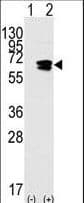 RAD9A / RAD9 Antibody (aa1-30)