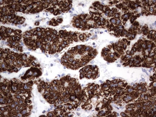 Monoclonal Mouse anti-Human HADH Antibody (clone UMAB151, aa57-314, IHC, WB)