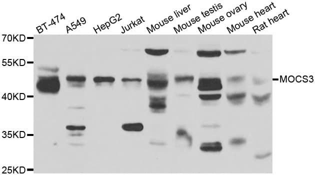 MOCS3 Antibody