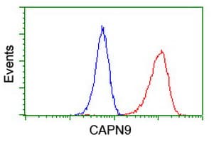 CAPN9 / Calpain 9 Antibody (clone OTI2G1)