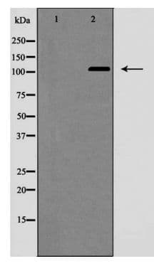NOTCH2 Antibody