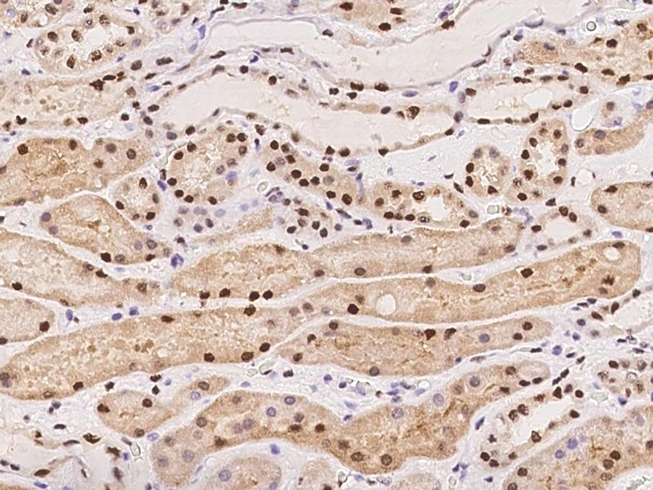 NFIB Antibody