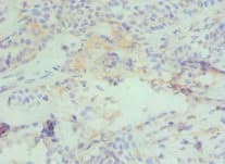 CBX4 Antibody (aa401-560)