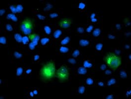 PTP1B Antibody (clone OTI1D10)