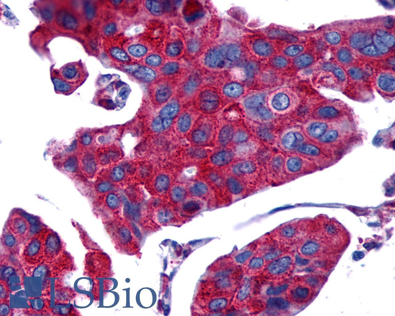 PathPlus™ Polyclonal Rabbit anti-Human PTGER4 / EP4 Antibody (C-Terminus, IHC)