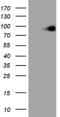 C-TAK1 / MARK3 Antibody (aa473-729, clone OTI2A4)