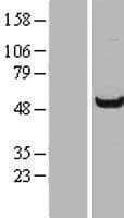 WDR37 Protein (Over-Expression Lysate Myc-DDK (Flag))
