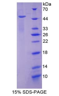 Mouse IRF3 Protein (Recombinant His-T7)