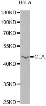 GLA / Alpha Galactosidase Antibody