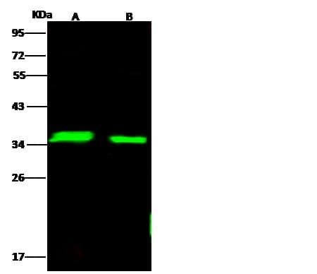 Polyclonal Rabbit anti-Rat LDHA / LDH1 Antibody (Preservative Free, WB)
