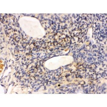 GNAQ Antibody (aa102-138)
