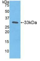 F3 / CD142 / Tissue factor Antibody (aa34-251, Biotin)