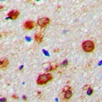 WWOX Antibody (N-Terminus)