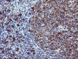 JCHAIN / Ig J Chain Antibody (clone 3B3, Carrier-free)