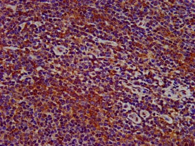SIGLEC10 Antibody