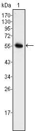 Monoclonal Mouse anti-Human NEUROG3 / NGN3 / Neurogenin 3 Antibody (clone 6G2, WB)