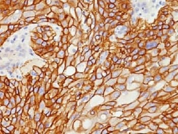 EGFR Antibody (clone GFR/1708, Azide-free, BSA-free)