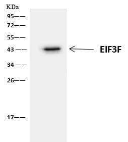 Polyclonal Rabbit anti-Human EIF3S5 / EIF3F Antibody (IHC, IF, WB)