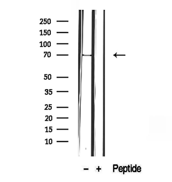 FOXO6 Antibody