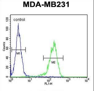 YWHAZ / 14-3-3 Zeta Antibody (aa65-93)