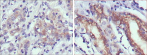 CER1 Antibody (clone 9D6)