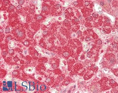 IHC-plus™ EXT1 Antibody