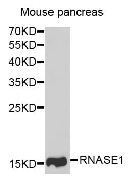 Ribonuclease A / RNASE1 Antibody