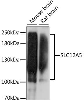 SLC12A5 / KCC2 Antibody