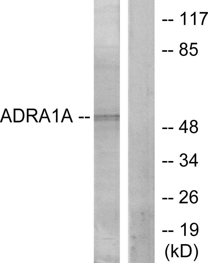 ADRA1A Antibody